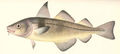 FMIB 41965 Haddock (Melanogrammus aeglefinus (Linnaeus)).jpeg