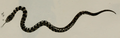 Natrix natrix by Gené 1838 1.png