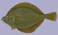 Pleuronectes platessa1.png
