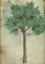 Sloane 4016 f. 79v Nut tree (fr1).JPG