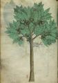 Sloane 4016 f. 79v Nut tree (fr1).JPG